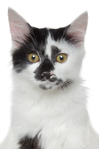 मिश्र-प्रजाती सुंदर मांजर पोर्ट्रेट — स्टॉक फोटो, इमेज