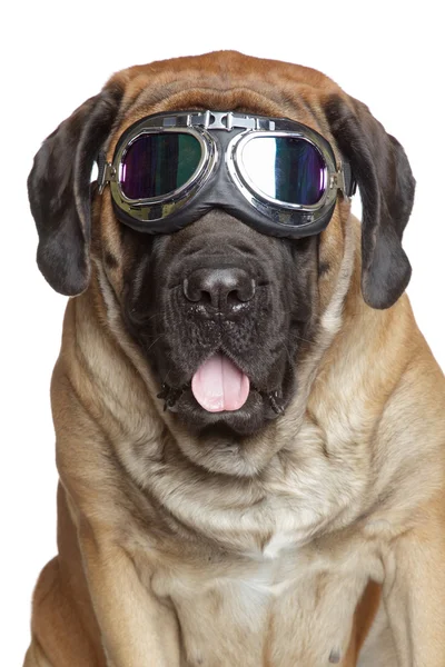 Englischer Dogge in Oldtimer-Motorradbrille — Stockfoto