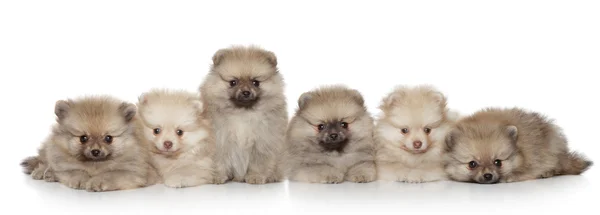 Grupo de cachorros da Pomerânia — Fotografia de Stock