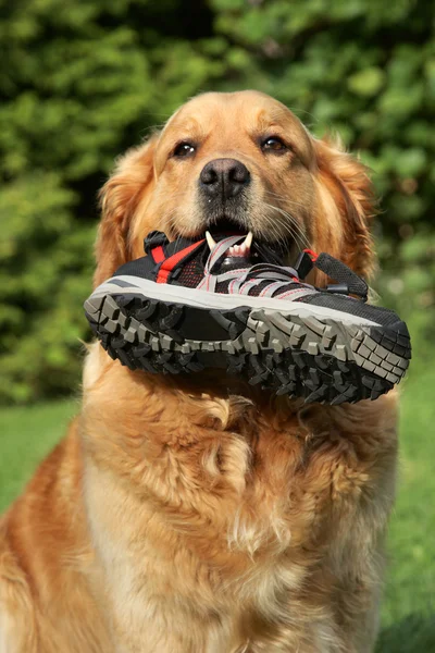 Golden retriever with a boot in teeth — Stock Photo, Image