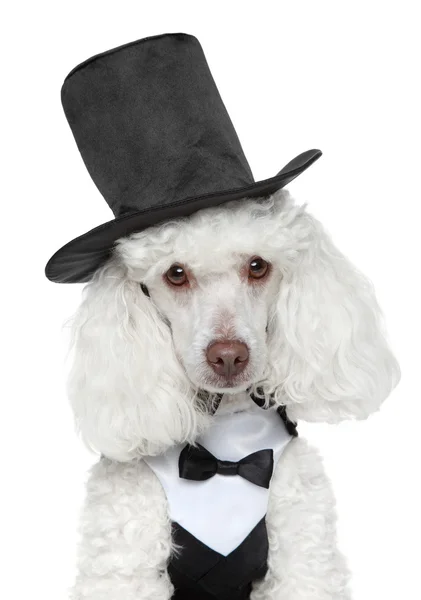 Brinquedo Poodle em colete preto e chapéu — Fotografia de Stock