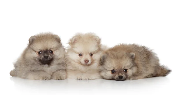 Pomeranian κουτάβια σε άσπρο φόντο — Φωτογραφία Αρχείου