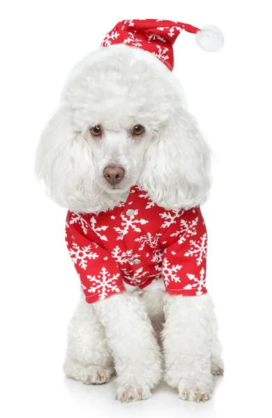 White toy poodle in christmas hat — Stock Photo, Image