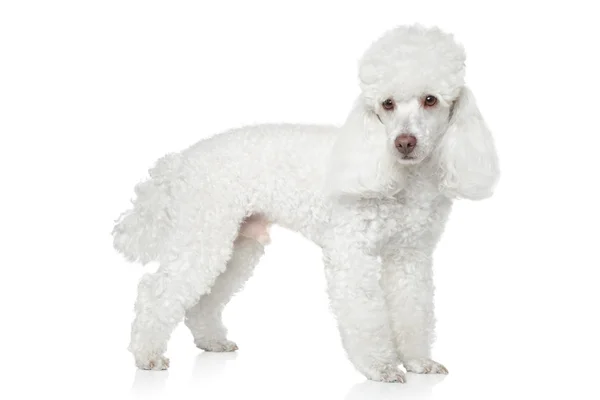 Brinquedo branco poodle no fundo branco — Fotografia de Stock