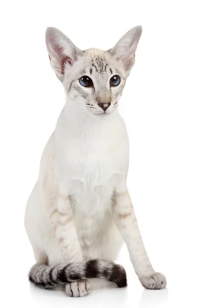 Siamês azul ponto gato — Fotografia de Stock
