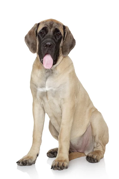 Inglés mastiff pup on white background —  Fotos de Stock