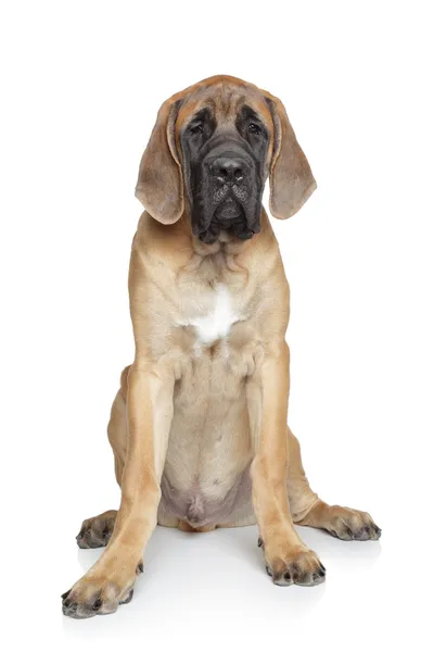 Anglický mastif štěně na bílém pozadí — Stock fotografie