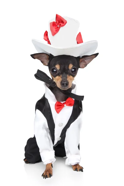 Toy terrier in a tuxedo and hat on a white background — Stock Photo, Image