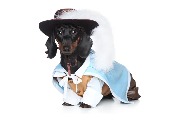 Dachshund in fashionable clothes — Stock Photo, Image
