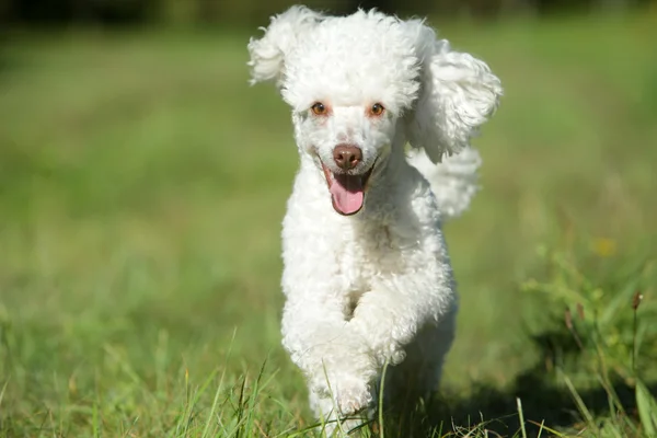 Cão feliz correndo — Fotografia de Stock