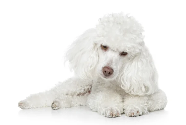 Toy poodle lying on white — Stock Photo, Image