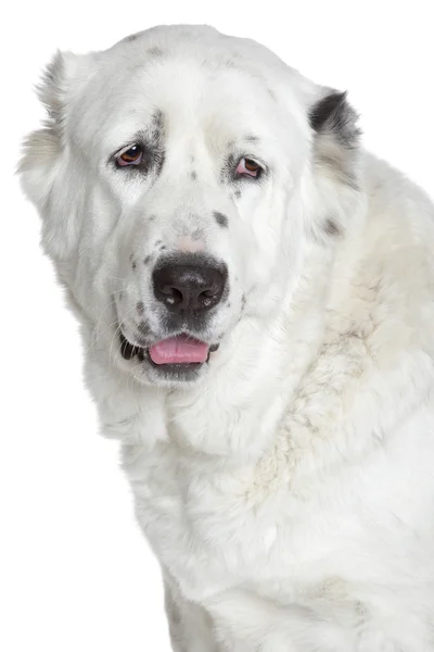 Zentralasiatischer Schäferhund Porträt — Stockfoto