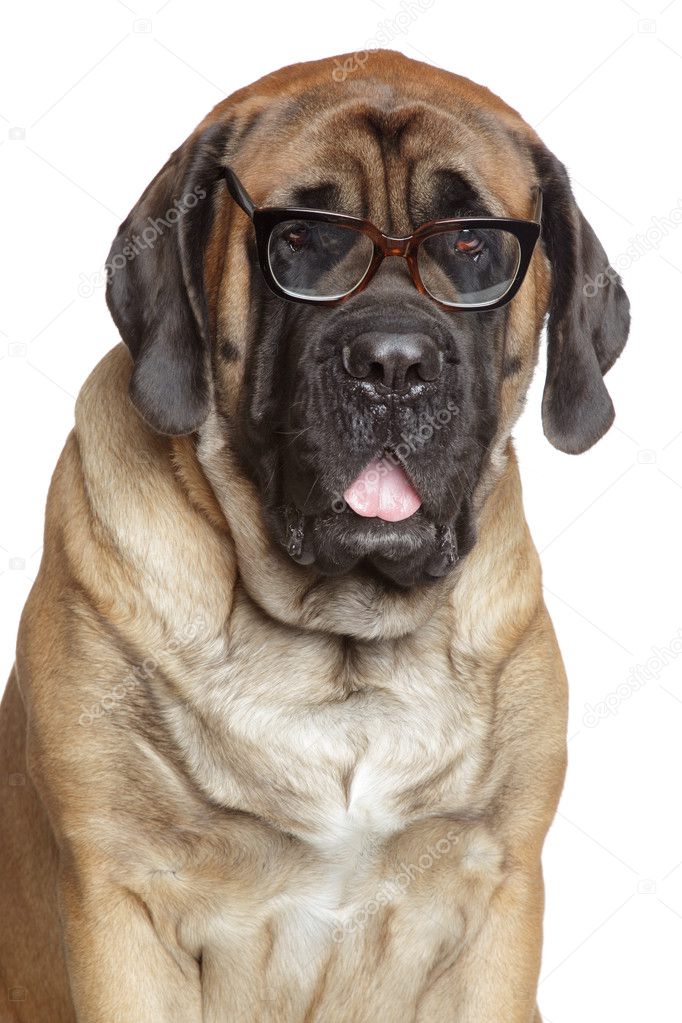 English Mastiff dog in glasses