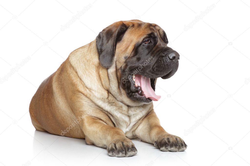 English Mastiff yawns