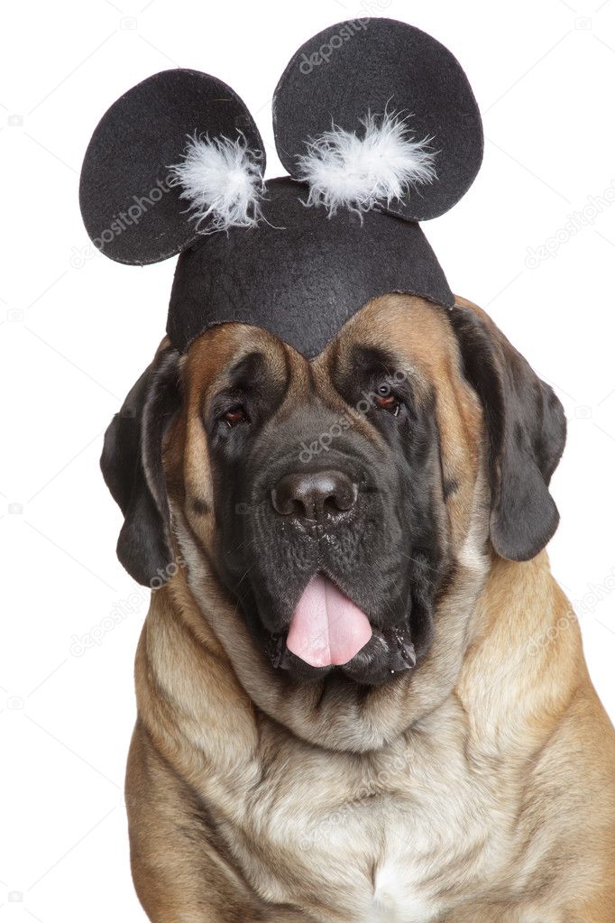 English Mastiff dog in a funny hat