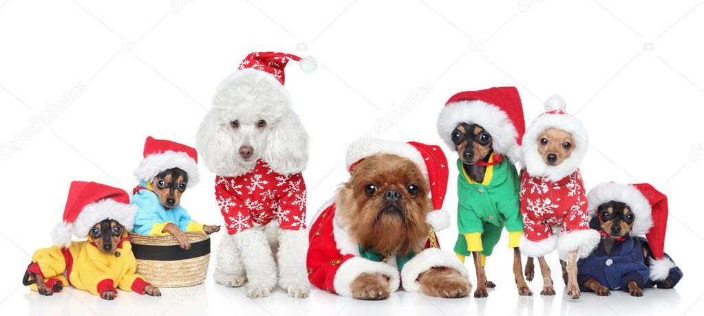 Group of purebred dogs in Christmas hats