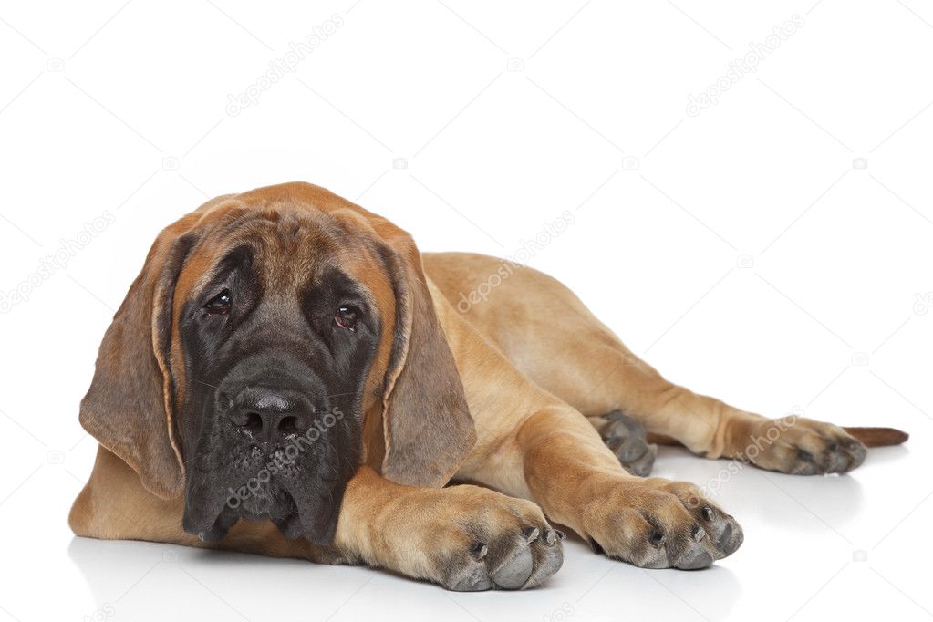 English mastiff pup (5 month) lying on a white background
