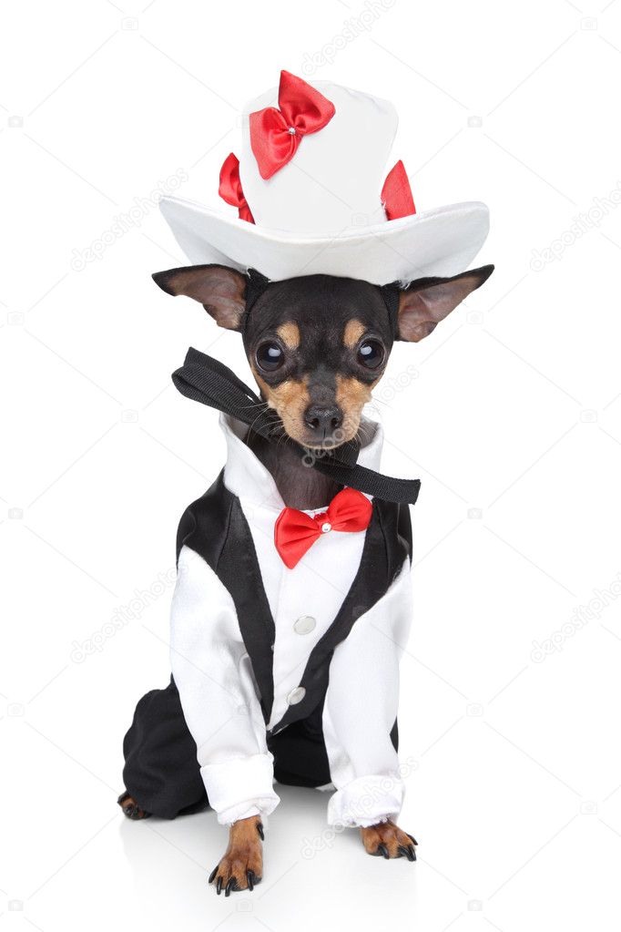 Toy terrier in a tuxedo and hat on a white background
