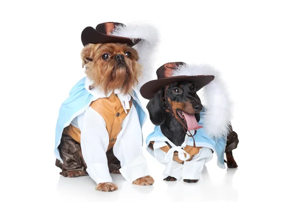 Dos perros de moda — Foto de Stock