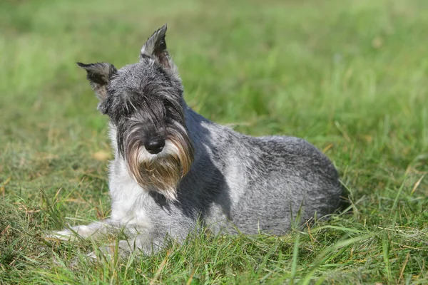 标准雪纳瑞犬 (mittelschnauzer) 在草地上 — 图库照片
