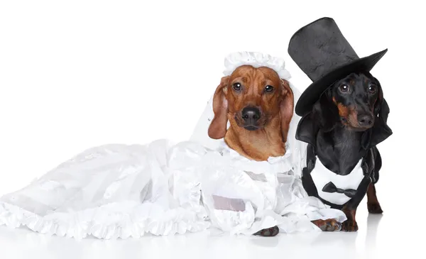 Módní dachshund psí svatba — Stock fotografie