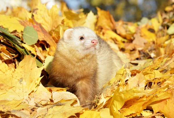 Furetto in foglie d'autunno gialle — Foto Stock
