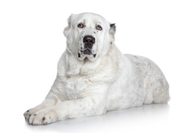 Orta Asya Çoban Köpeği