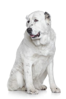 Central Asian Shepherd Dog portrait clipart