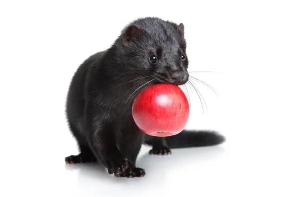Black mink with red apple on white background — Stock Photo, Image