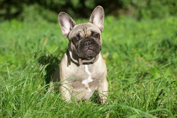 Fransk bulldog valp i gräs — Stockfoto