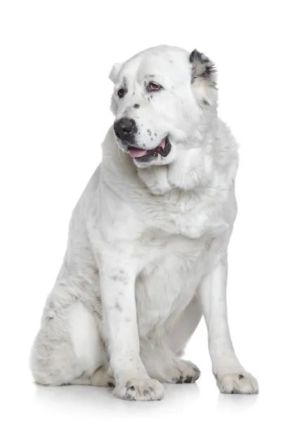Středoasijský pastevecký pes portrét — Stock fotografie