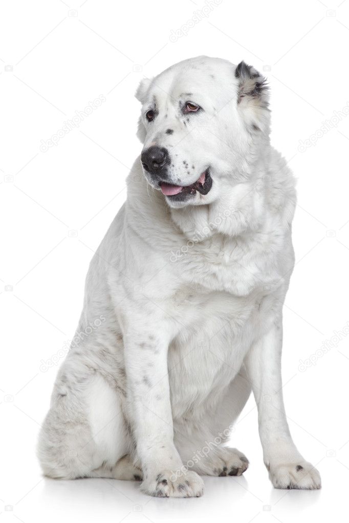 Central Asian Shepherd Dog portrait