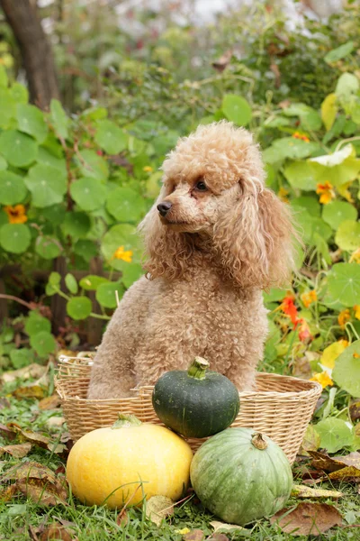 Oyuncak fino köpeği dekoratif pumpkins ile hasır sepet içinde oturur. — Stok fotoğraf