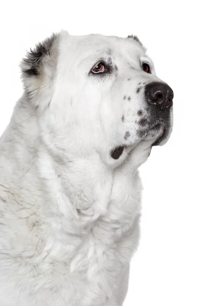 Orta Asya çoban köpeğinin portresi — Stok fotoğraf