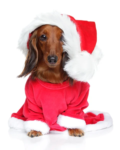 Dackelwelpe mit Weihnachtsmütze auf weißem Hintergrund — Stockfoto