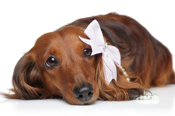 Dachshund with bow on a white background — Stock Photo, Image