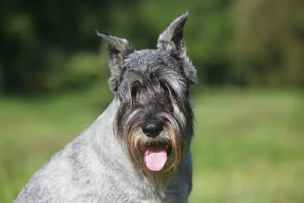Close-up portret van een hond schnauzer — Stockfoto