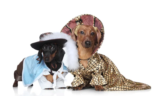 Dos dachshund de moda —  Fotos de Stock
