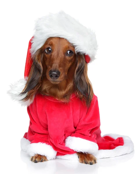 Jezevčík v chlupatou čepici santa — Stock fotografie