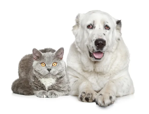 Orta Asya çoban köpeği ve güzel kedi — Stok fotoğraf