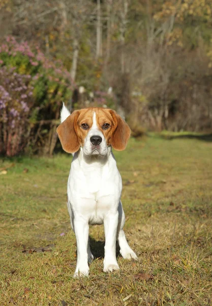 Beagle köpek yeşil çayır üzerinde — Stok fotoğraf