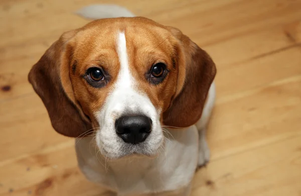 Retrato de perro Beagle —  Fotos de Stock
