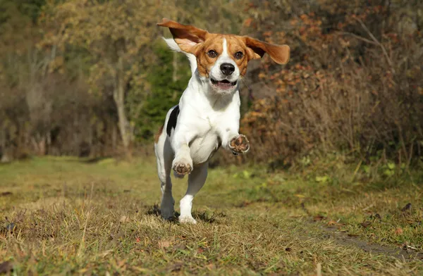 Beagle correndo no parque de outono — Fotografia de Stock
