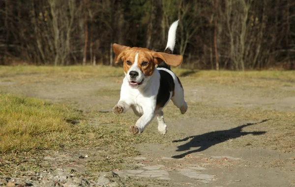 Beagle in esecuzione nel parco autunnale — Foto Stock