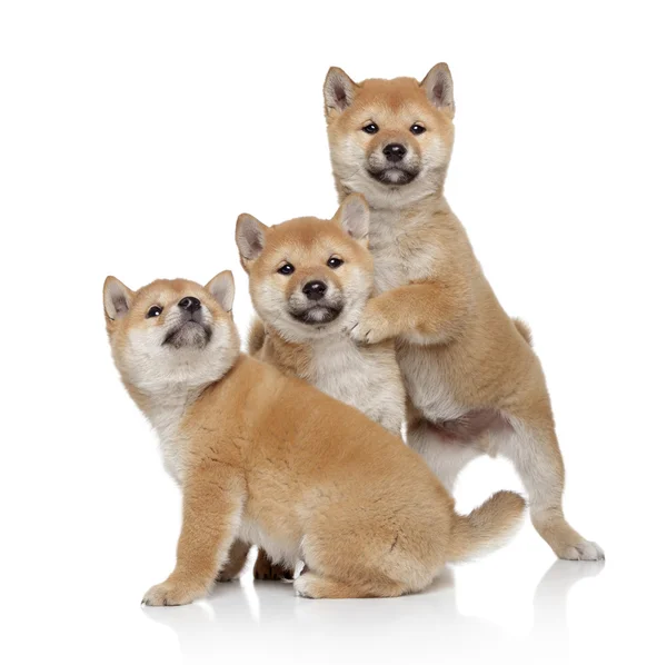 Drie shiba inu pups — Stockfoto