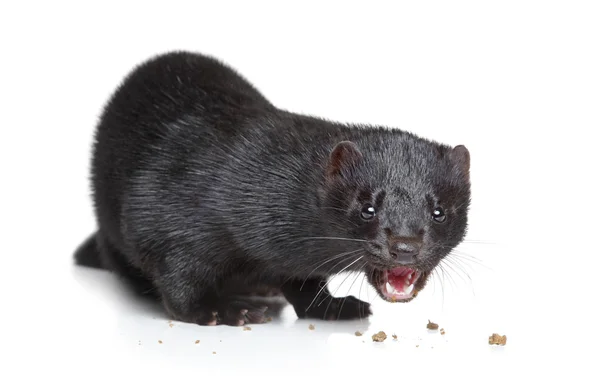 Black mink eat dry food — Stock Photo, Image