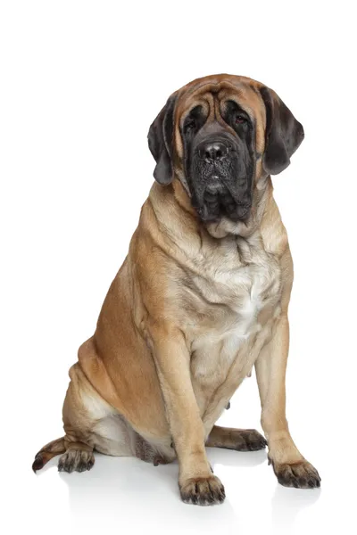 İngiliz mastiff köpek — Stok fotoğraf