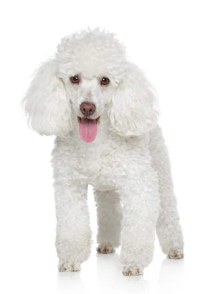 Poodle em miniatura branca — Fotografia de Stock