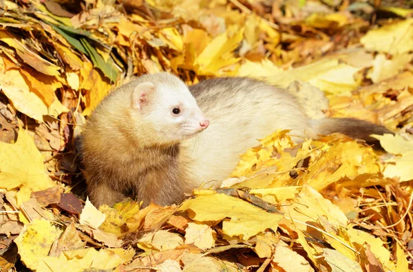 stock image Ferret in yellow autumn leaves