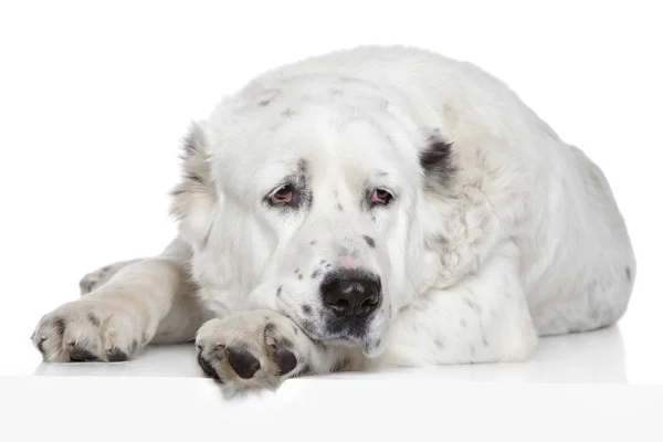 Zentralasiatischer Schäferhund auf weißem Hintergrund — Stockfoto